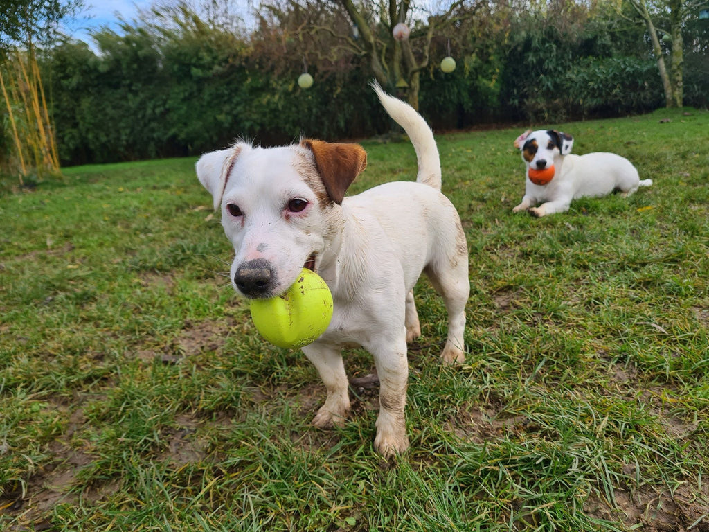 Balle Zogoflex Jive Jouets pour chiens WEST PAW 