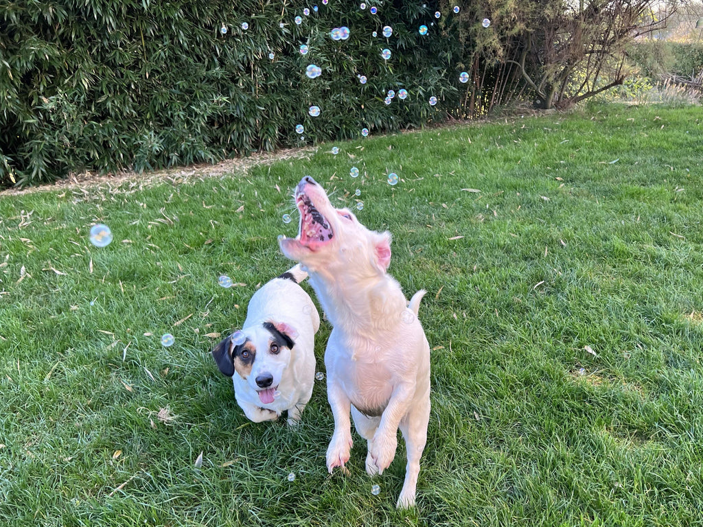 Intergalactic Bubbles Jouets pour chiens Dog Comets 