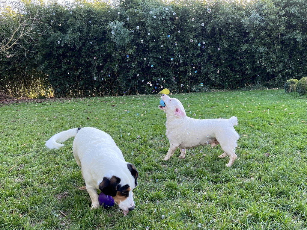 Intergalactic Bubbles Jouets pour chiens Dog Comets 