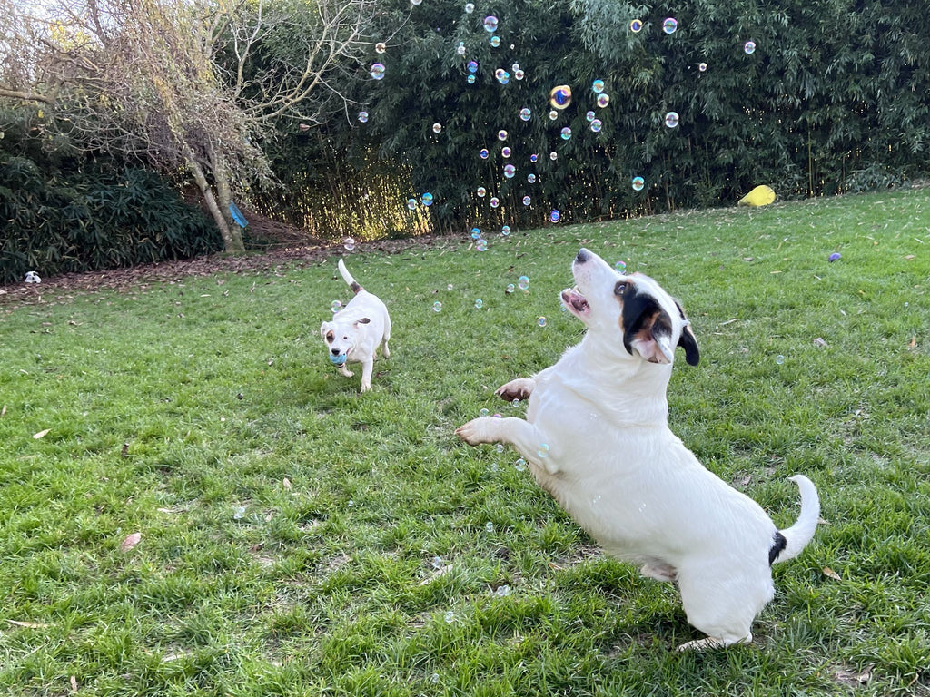 Intergalactic Bubbles Jouets pour chiens Dog Comets 